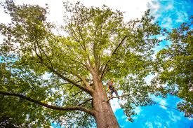 Best Tree Cabling and Bracing  in Putnam Lake, NY