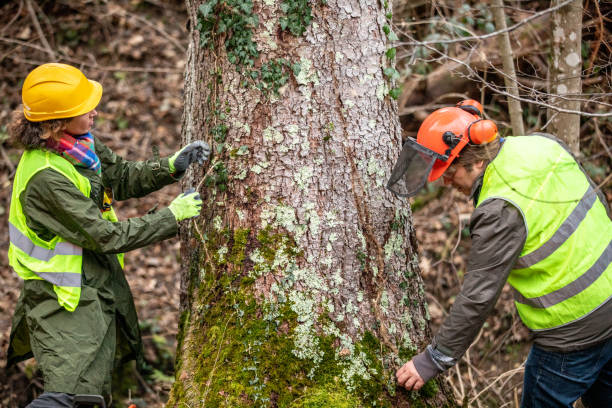 Best Tree Disease Treatment  in Putnam Lake, NY