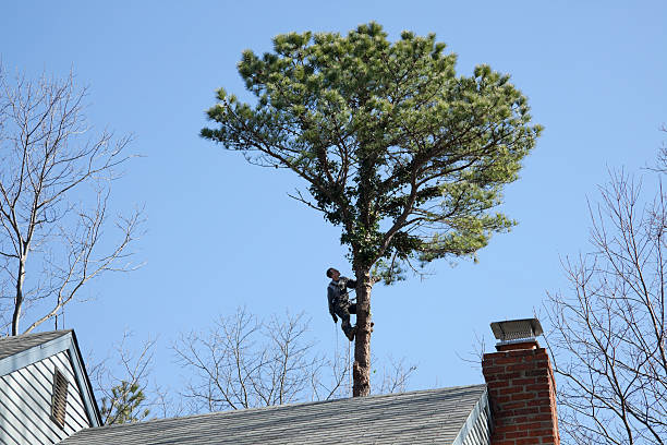 Best Tree Mulching  in Putnam Lake, NY